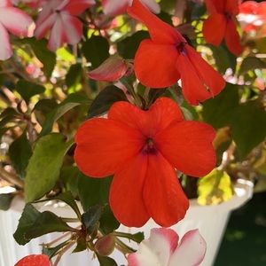 Meet your Posher, Sherry